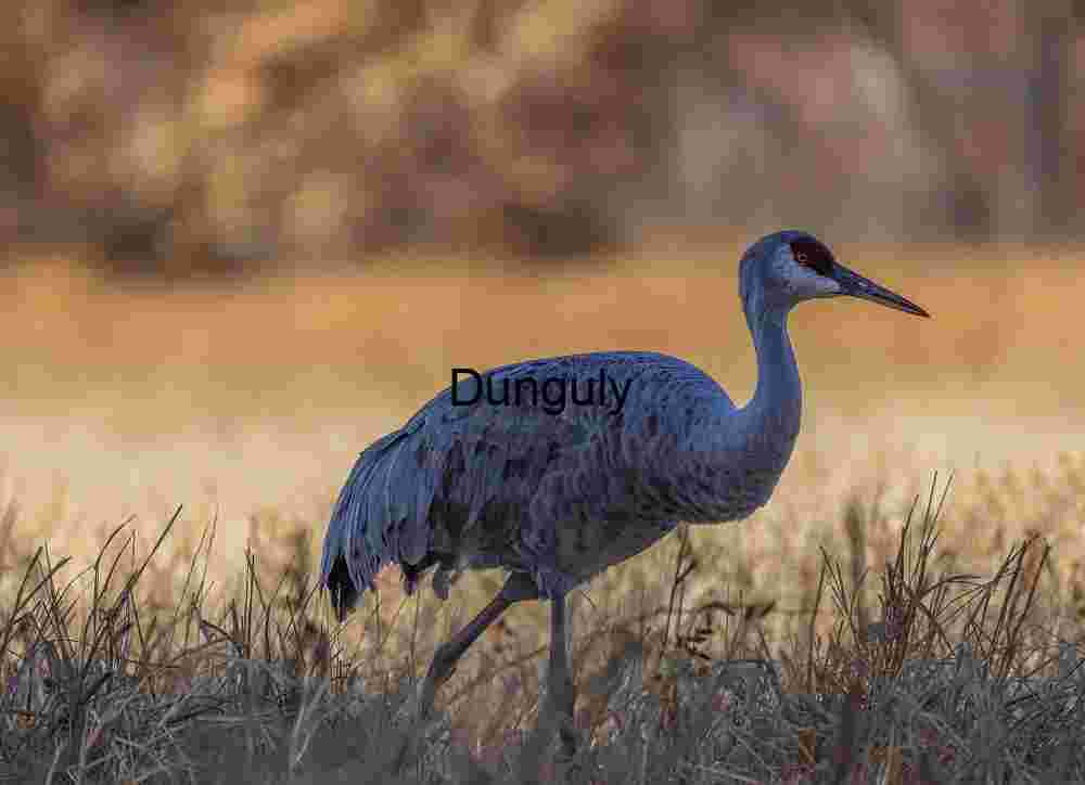 Sandhill Crane in Golden Light - Wildlife & Bird Photo