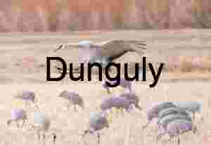 Sandhill Crane Braking to Land at Bosque del Apache Refuge