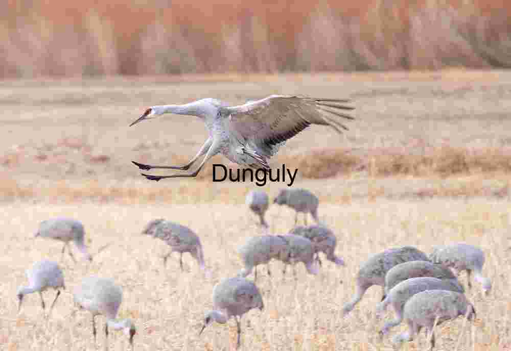 Sandhill Crane Braking to Land at Bosque del Apache Refuge