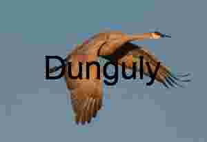 Sandhill Crane in Golden Sunrise Light, Wings Down