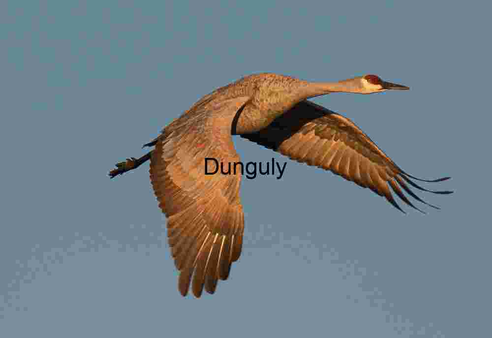 Sandhill Crane in Golden Sunrise Light, Wings Down