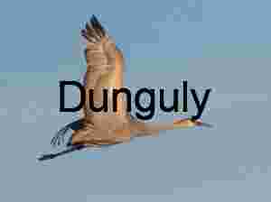 Sandhill Crane in Soaring Flight Against a Clear Blue Sky