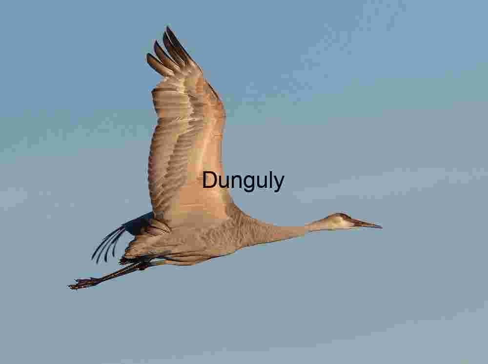 Sandhill Crane in Soaring Flight Against a Clear Blue Sky