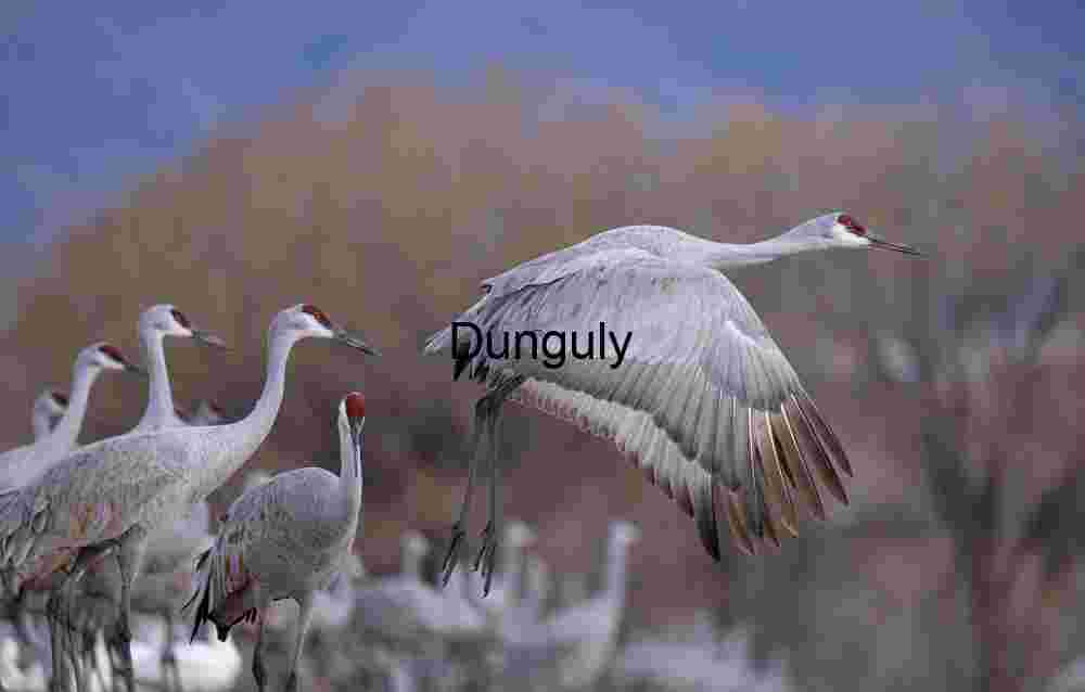 Sandhill Crane Takes Flight: Migration at Ladd Gordon Waterfowl