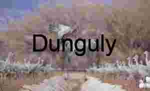 Sandhill Crane Jumps Irrigation Channel at Waterfowl Complex