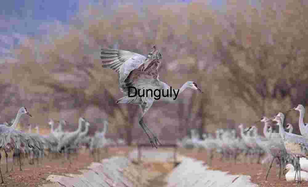 Sandhill Crane Jumps Irrigation Channel at Waterfowl Complex