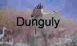 Sandhill Crane Jumps Irrigation Channel at Waterfowl Complex | Sandhill Crane jumping across irrigation channel