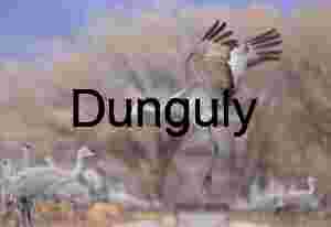 Sandhill crane jumping across irrigation channel