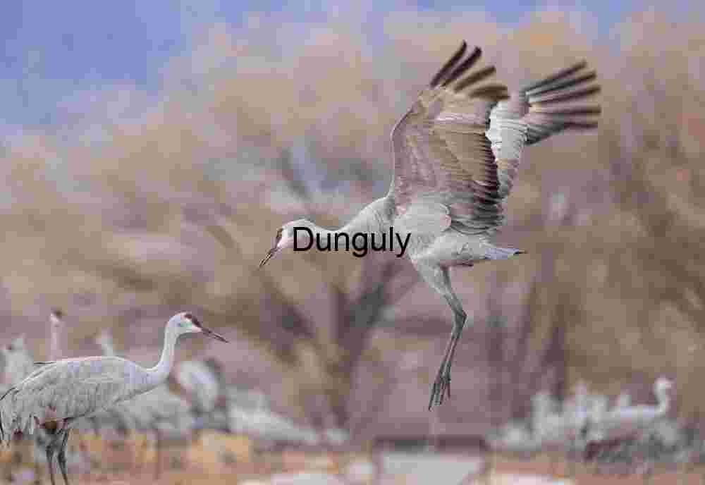 Sandhill crane jumping across irrigation channel