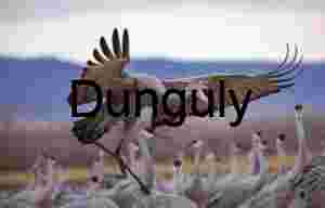 Sandhill Crane landing with outstretched wings | Ladd Gordon Waterfowl Complex