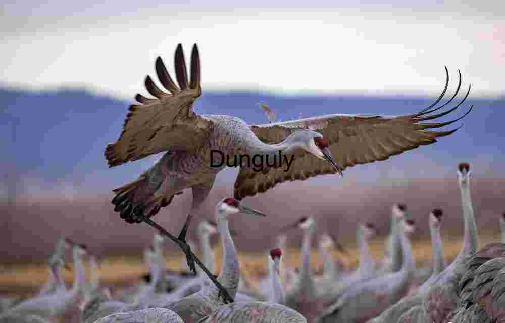 Sandhill Crane landing with outstretched wings | Ladd Gordon Waterfowl Complex