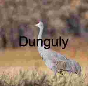 Sandhill crane portrait | Wildlife Art Print