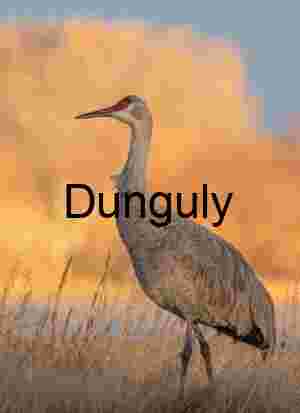 Sandhill Crane Portrait at Sunset | Wildlife Art Print