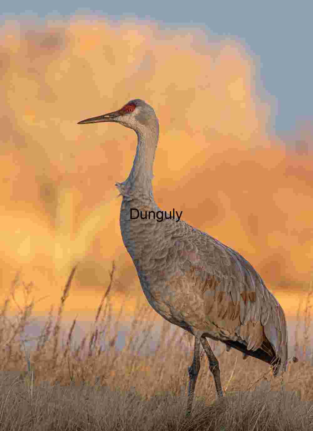 Sandhill Crane Portrait at Sunset | Wildlife Art Print