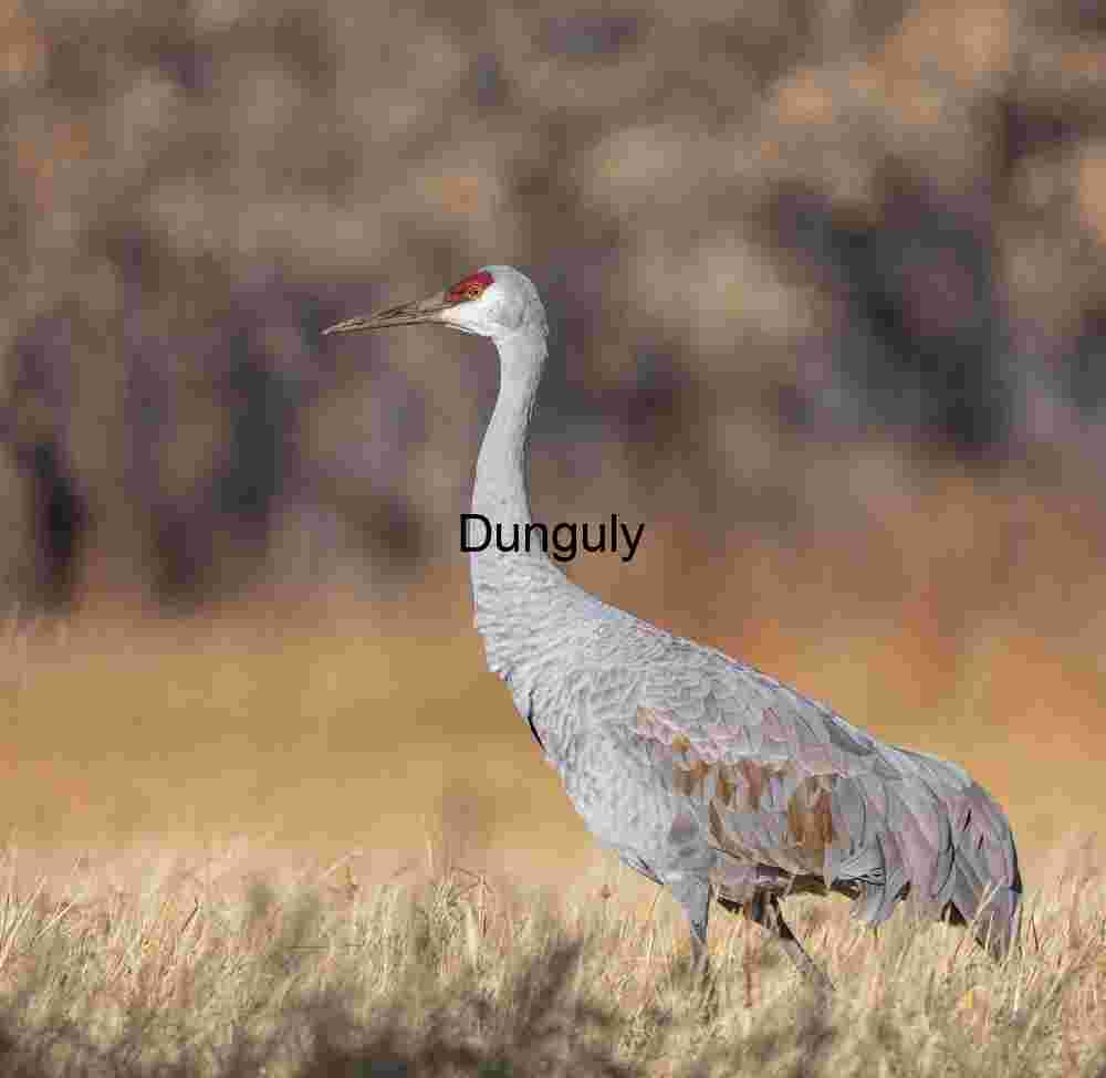 Sandhill crane portrait | Wildlife Art Print