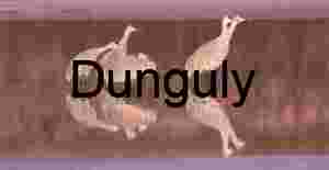 Sandhill Cranes in Pre-Dawn Light with Water Reflections