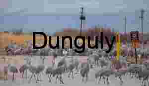 Sandhill Cranes Block Road at New Mexico Waterfowl Complex