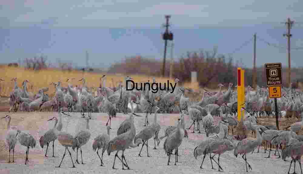 Sandhill Cranes Block Road at New Mexico Waterfowl Complex