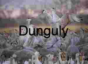 Sandhill Crane squabble | Ladd Gordon Waterfowl Complex