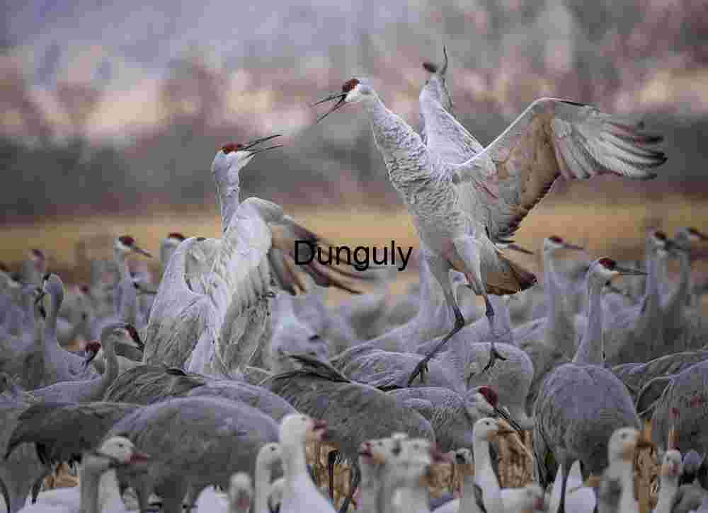 Sandhill Crane squabble | Ladd Gordon Waterfowl Complex