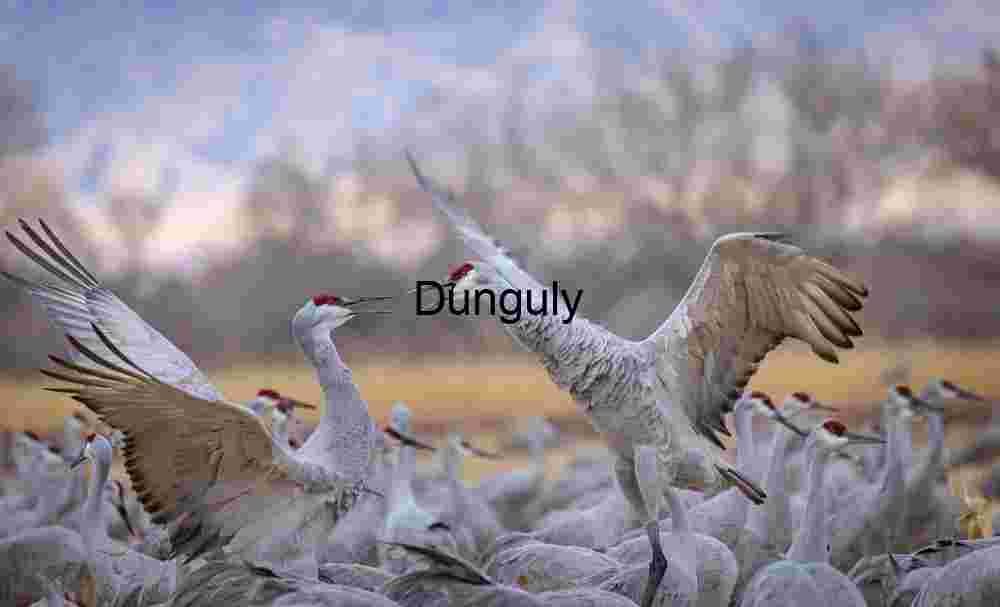 Sandhill crane squabble | Ladd Gordon Waterfowl Complex | Bird Life