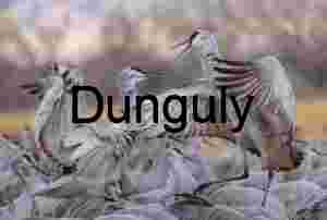 Sandhill crane squabble | Ladd Gordon Waterfowl Complex | Wild Life