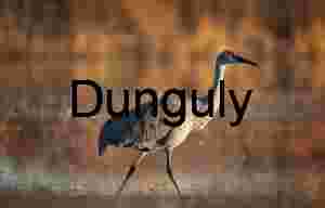 Sandhill Crane Striding in Golden Hour Light