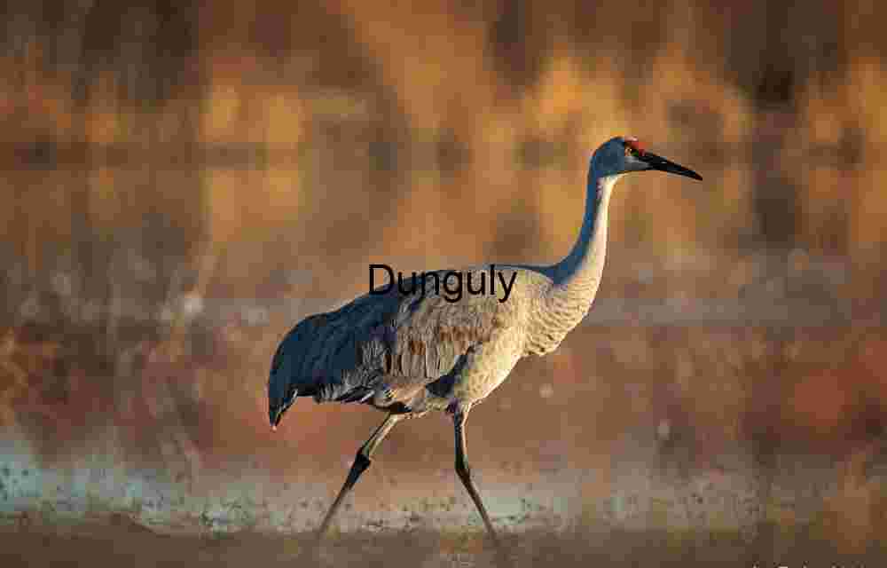 Sandhill Crane Striding in Golden Hour Light
