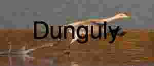 Sandhill crane take-off, wings down