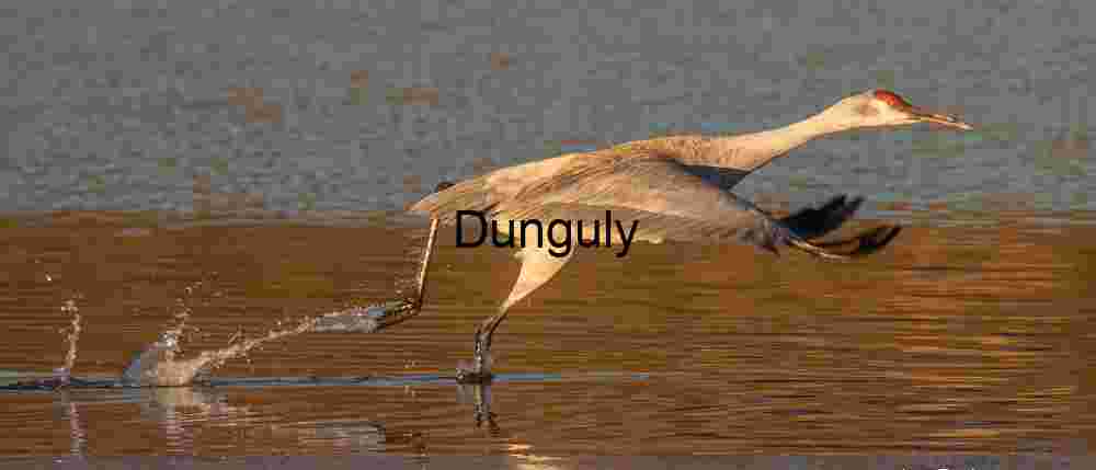 Sandhill crane take-off, wings down