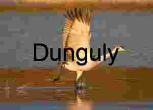 Sandhill crane take-off, wings up