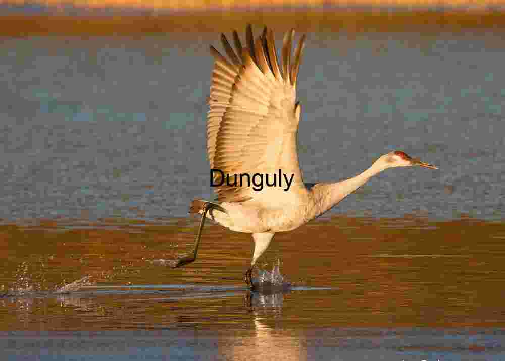 Sandhill crane take-off, wings up