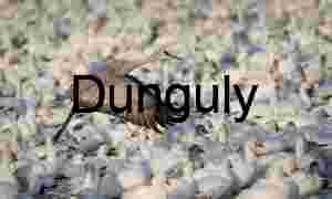 Sandhill Crane Taking Flight Amidst Snow Geese Flock