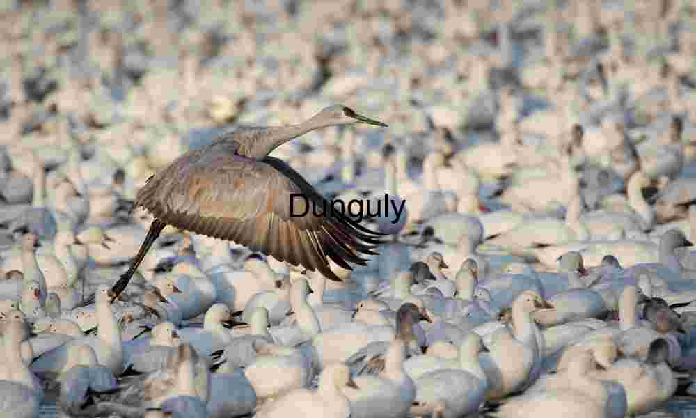 Sandhill Crane Taking Flight Amidst Snow Geese Flock