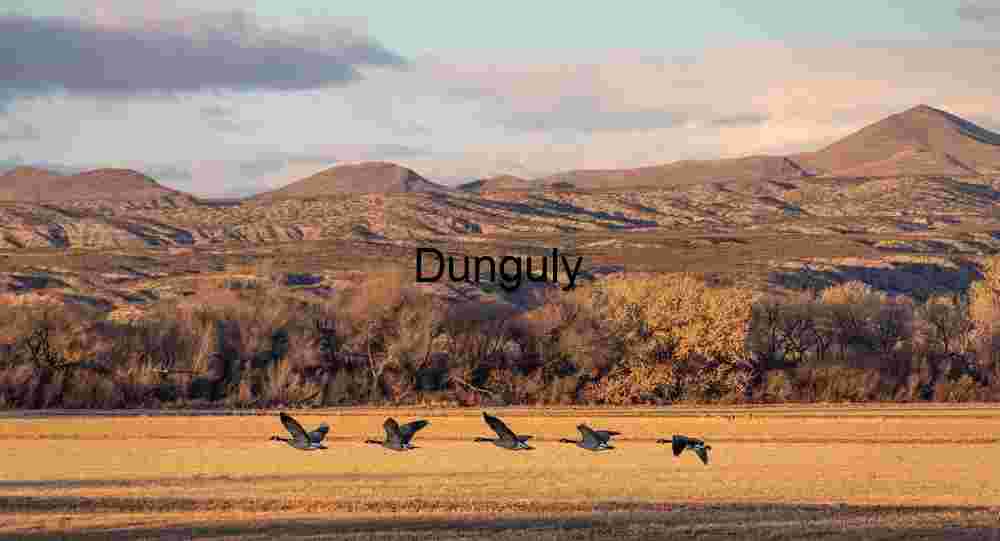 Sandhill Cranes Flying Over Golden Field at Sunset