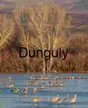 Sandhill cranes in pond below trees | Sandhill Cranes Walking Over