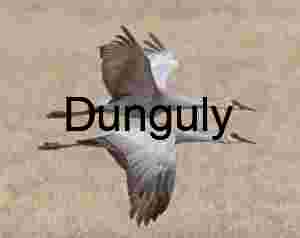 Sandhill Cranes Synchronized Flight Over Field