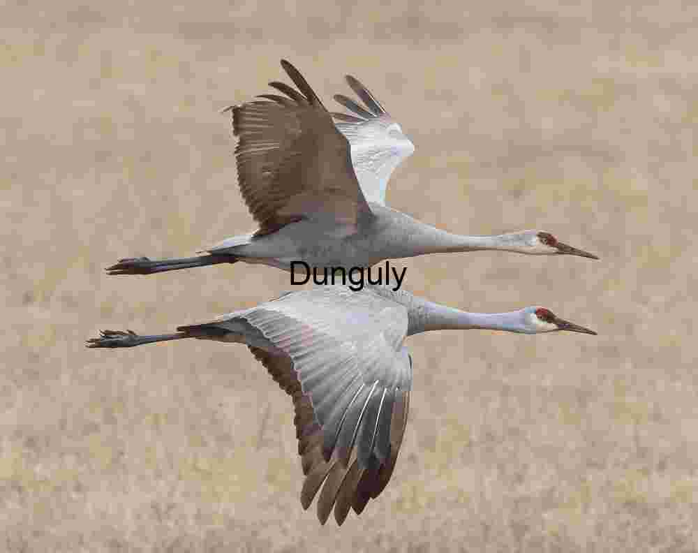 Sandhill Cranes Synchronized Flight Over Field