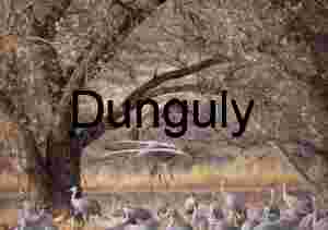 Sandhill Cranes Landing at Bosque del Apache Refuge