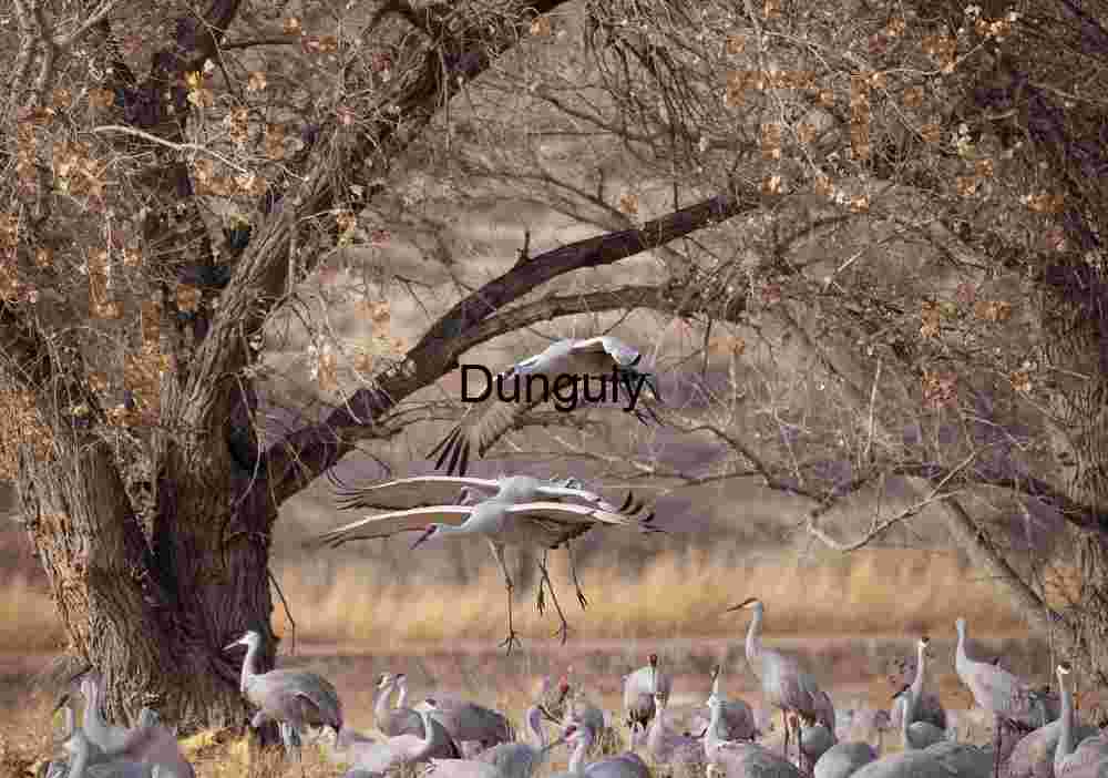 Sandhill Cranes Landing at Bosque del Apache Refuge