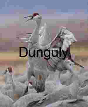 Sandhill Cranes Fighting: Dramatic Nature Action Photo