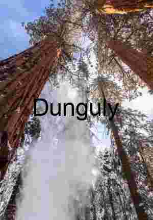 Giant Sequoia Trunks Winter Snow Vertical Forest Scene