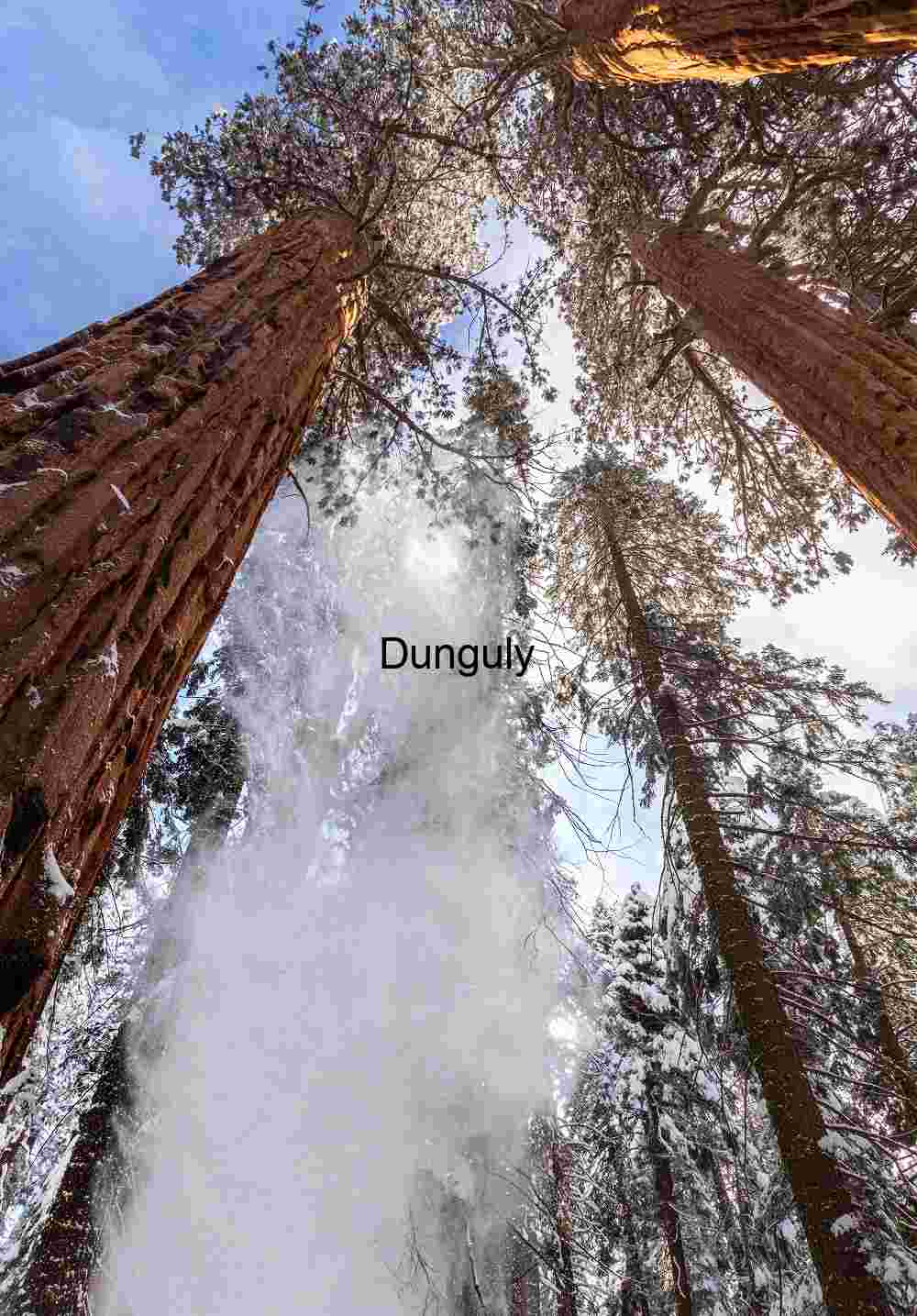 Giant Sequoia Trunks Winter Snow Vertical Forest Scene