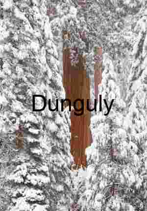 Close- Giant Sequoia Trunks Winter Snow Vertical Forest Scene