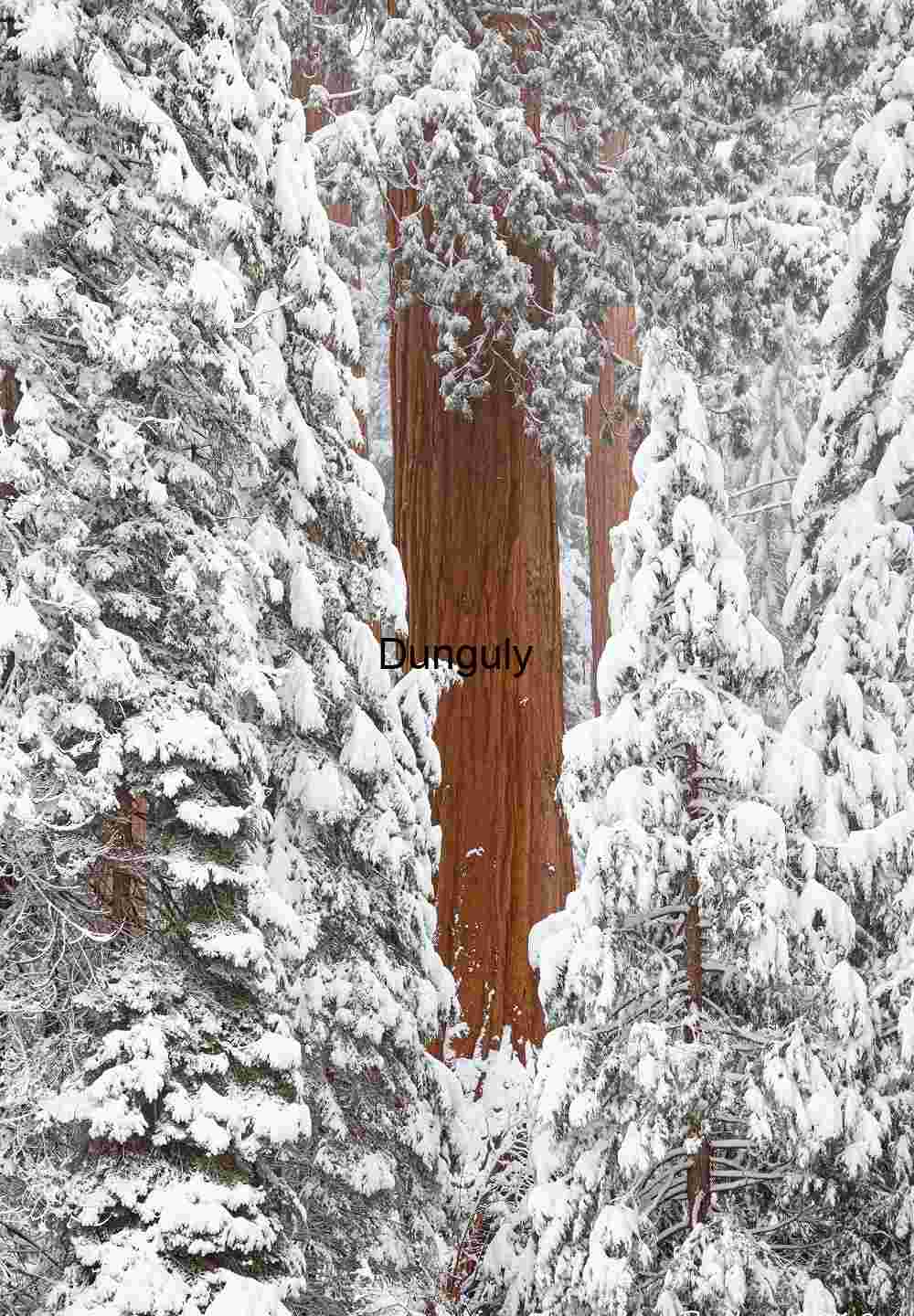 Close- Giant Sequoia Trunks Winter Snow Vertical Forest Scene