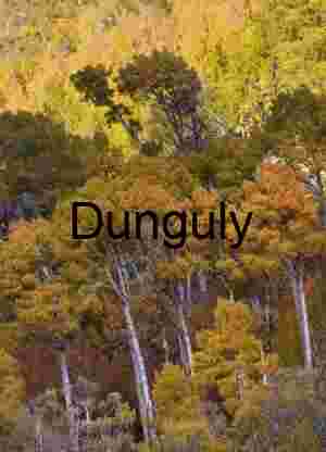 Giant Sequoia Trunk Framed by Snow-Covered Pine Branches