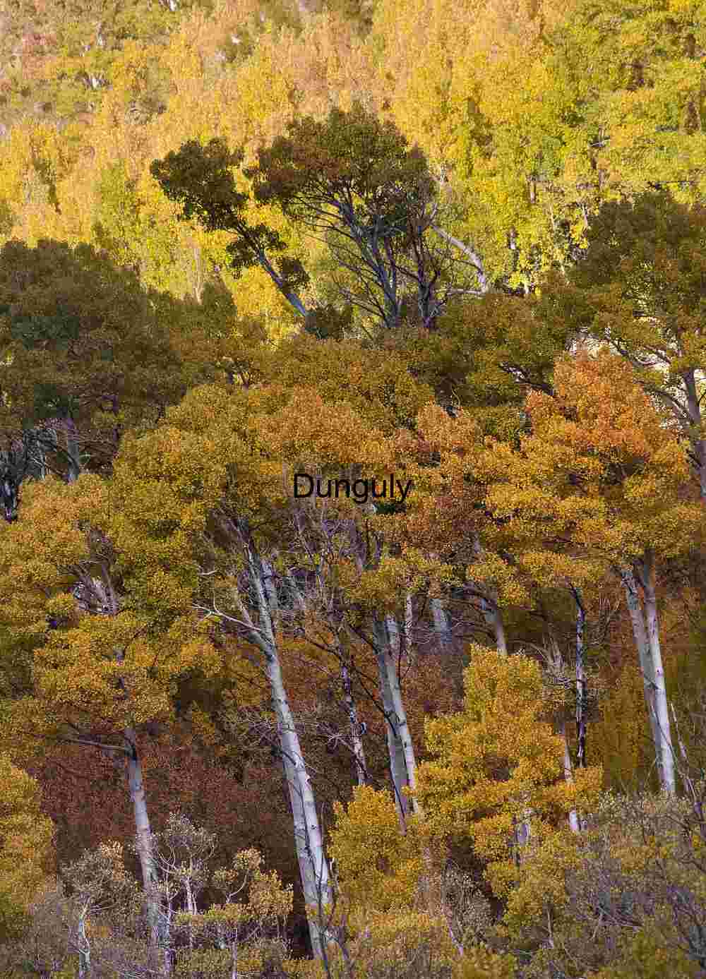 Giant Sequoia Trunk Framed by Snow-Covered Pine Branches