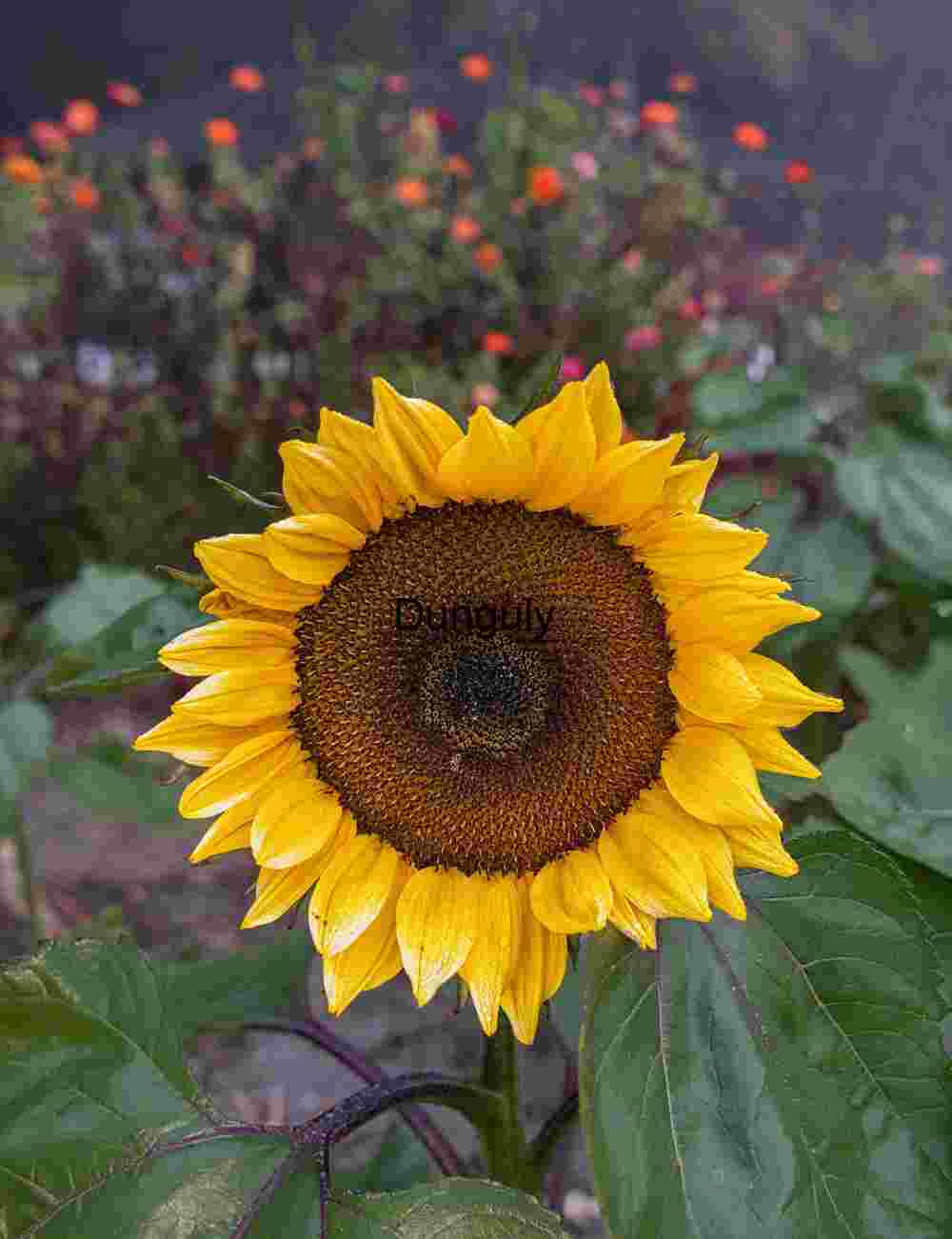 Singular sunflower; John C. Campbell Folk School