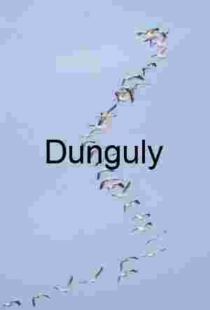 Sinous flock of white pelicans