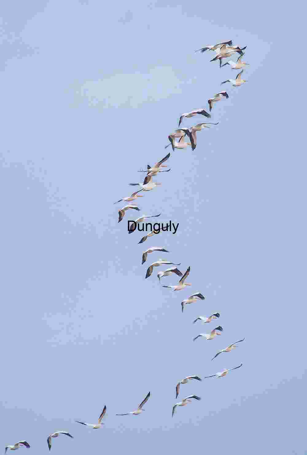 Sinous flock of white pelicans